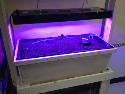 Aquaponics Setup