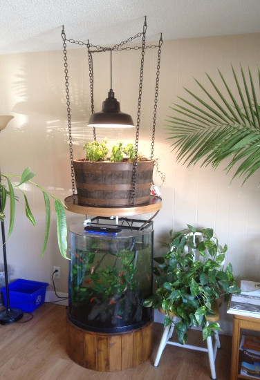 Aquaponics Setup