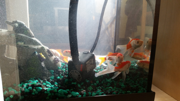 Our little buddies helping to feed our plants!