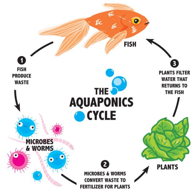 The Aquaponics Cycle